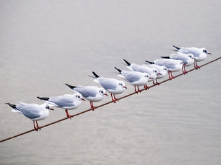 Möwen in einer Reihe auf der Stange / Seil