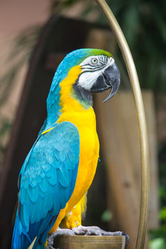 Portrait Macaw parrot