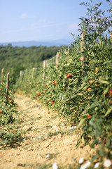 Fototapeta na wymiar Rośliny pomidora
