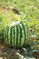 Wassermelone am heranwachsen