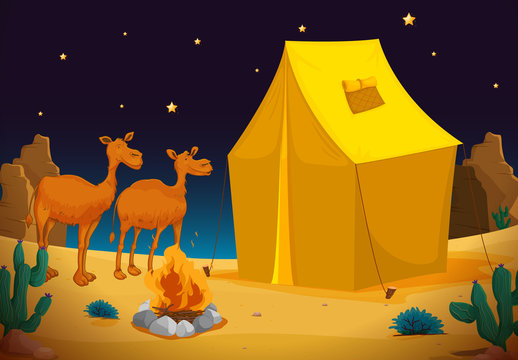 camels and tent