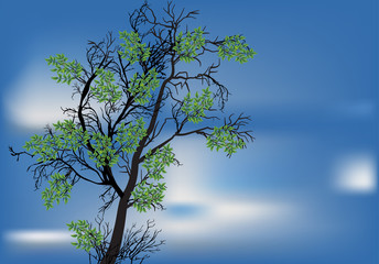 green tree at blue sky background