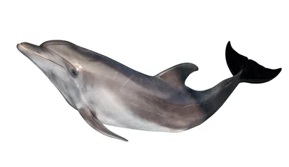 Keuken foto achterwand Dolfijnen grijze doplhin geïsoleerd op wit