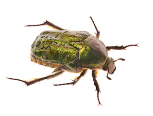 green bug in drops