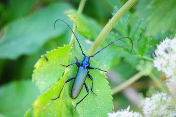 Moschusbock, Aromia moschata, Macro