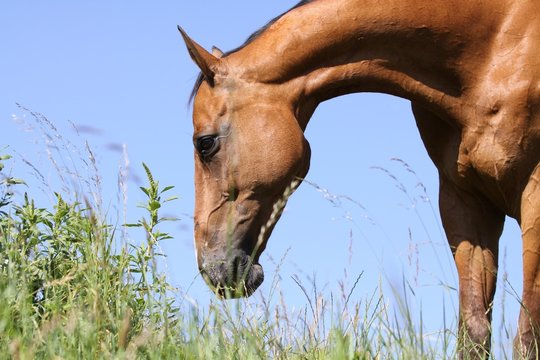 brauner beim grasen