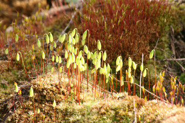 Цветущий мох