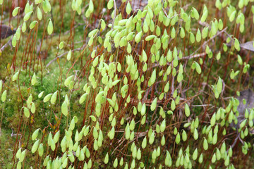 Цветущий мох