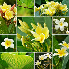 Blooming yellow Frangipani flowers