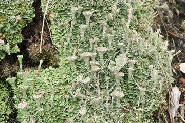 Кладония, лишайник