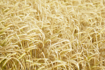 Field of Barley (Hordeum vulgare).