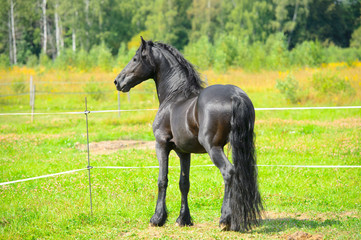 Obraz na płótnie Canvas Portrait beautiful black stallion on the pasture