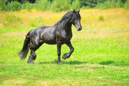 Black horse runs trot on the meadow