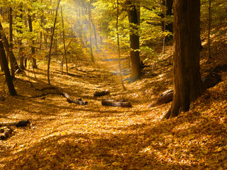 sunbeam in forest