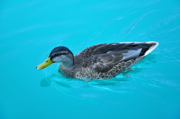 Swimming duck in Plitvice lake