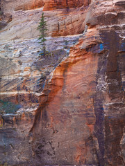 tree growing off the rocks