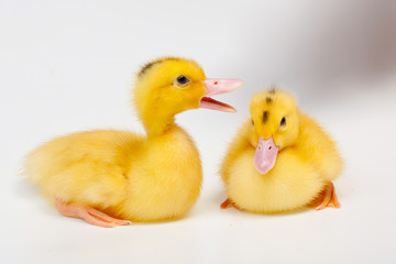 Little duck isolated on white background