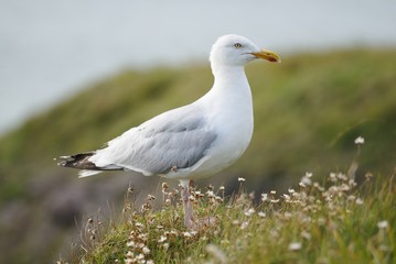 Naklejka premium Profile of One Seagull On Cliff Edge.