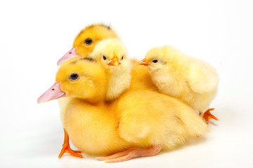 Chicken and duck on white background