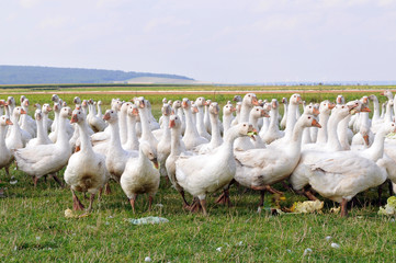 Gänse - Freilandgänse