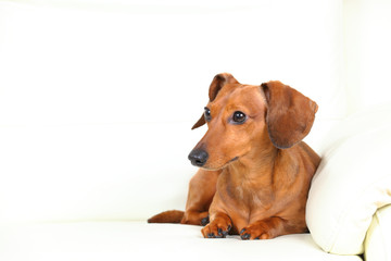 dachshund dog on sofa