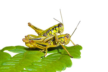 Grasshoppers on leaf 4