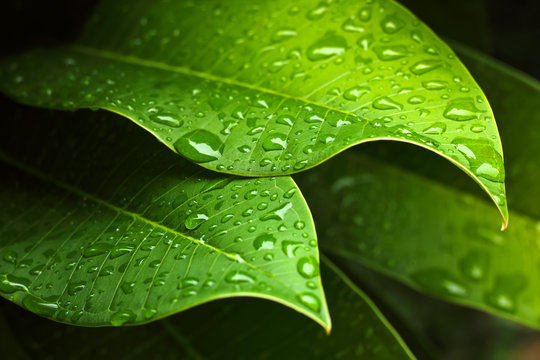 Fototapeta Green leaf