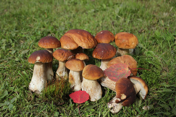 Group of edible fungi
