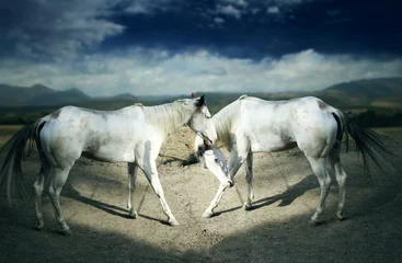 Fototapeten Beautiful white horses © vali_111