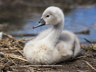 Cygnet profile