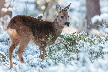 Plexiglas foto achterwand Roe deer grazing in a Dutch winter forest © Martin Bergsma