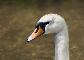 Swan in profile