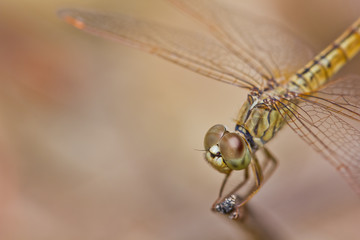 Close up of dragonfly on branch