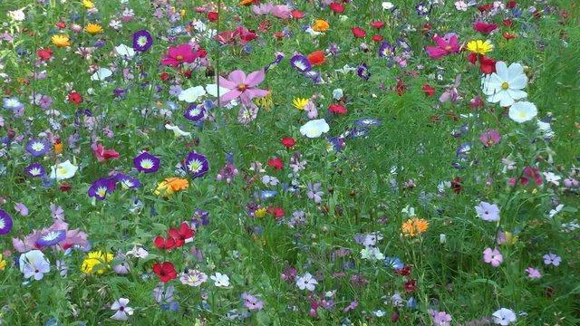 Streublumenwiese bilder Bläddra bland 27 stockfoton, vektorer och