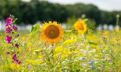 Sunflowers in a field in summer