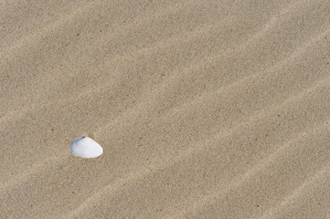 shell on sand