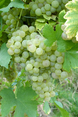 Wein 5