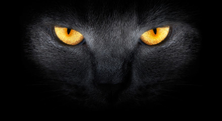 View from the darkness. muzzle a cat on a black background. - 44285895