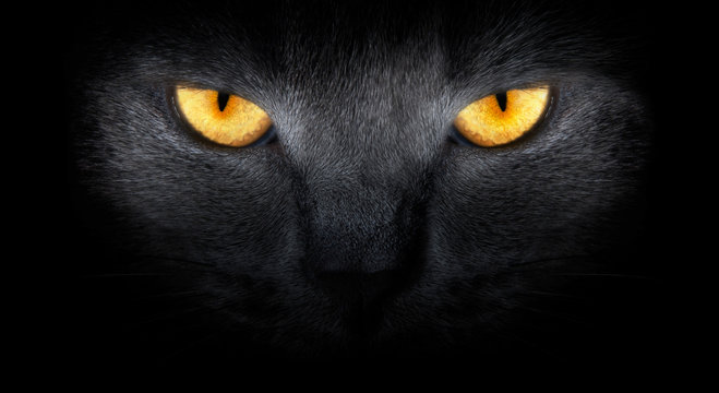View from the darkness. muzzle a cat on a black background.