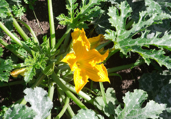 zucchini plant