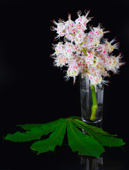 chestnut flowers in a glass isolated on black