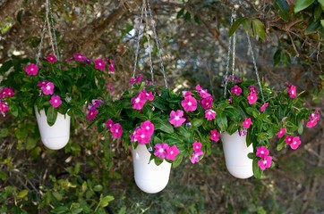 fiori