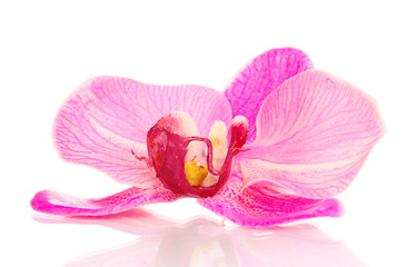 Beautiful orchid flower isolated on white