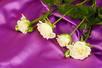 Fototapeta premium Beautiful white roses on purple satin close-up
