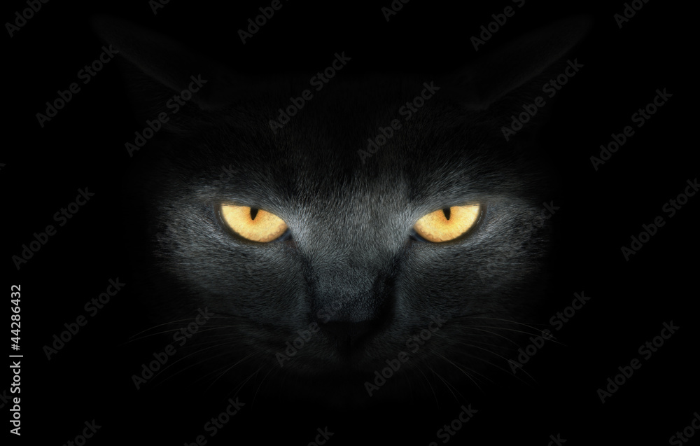 Poster view from the darkness. muzzle a cat on a black background.