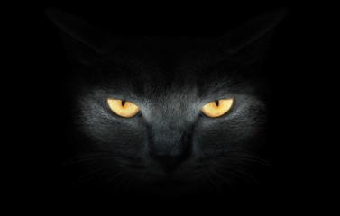 View from the darkness. muzzle a cat on a black background. - 44286432