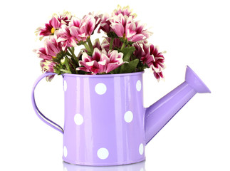 colorful chrysanthemums in violet watering can with white polka