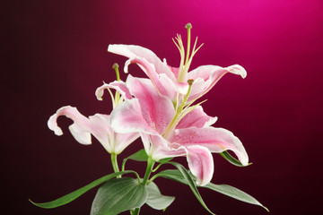 Obraz na płótnie Canvas beautiful lily, on pink background