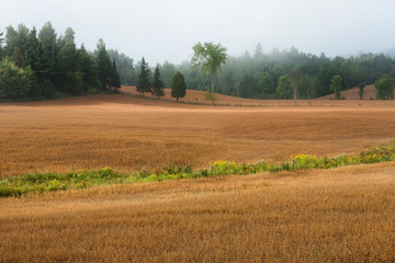 Fototapeta premium Wheat field