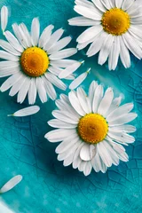 Wall murals Turquoise Daisies floating in water